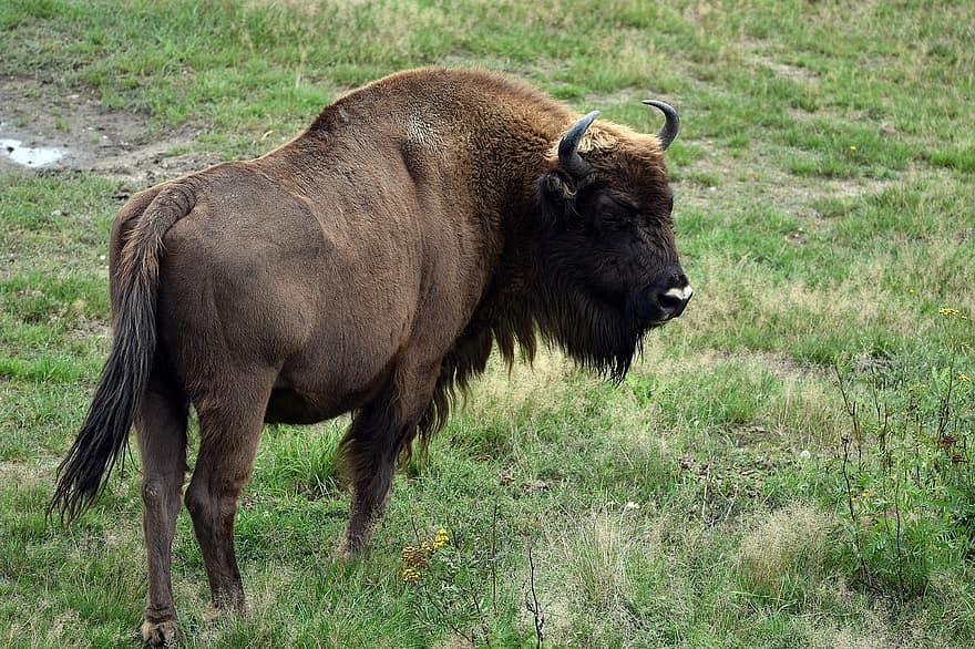 bison, horn, tjur, vild, djur-, natur, stark