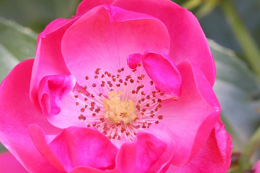 Rose, lyserød, pink rose, blomst, lyserød blomst, kronblade, pink kronblade, rosenblade, flor, blomstre, flora