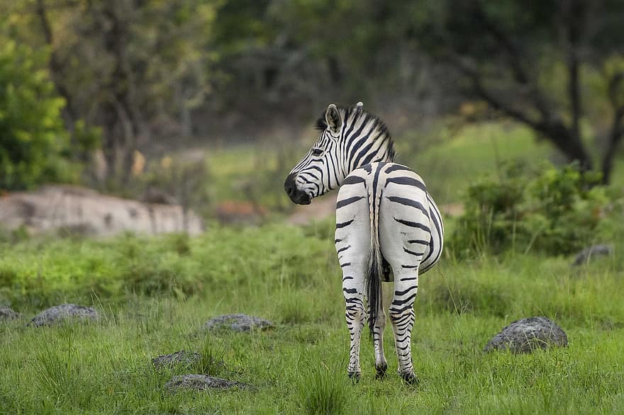zebră, cabalin, dungi, păşune, faună, animal, animale sălbatice, Zimbabwe, natură