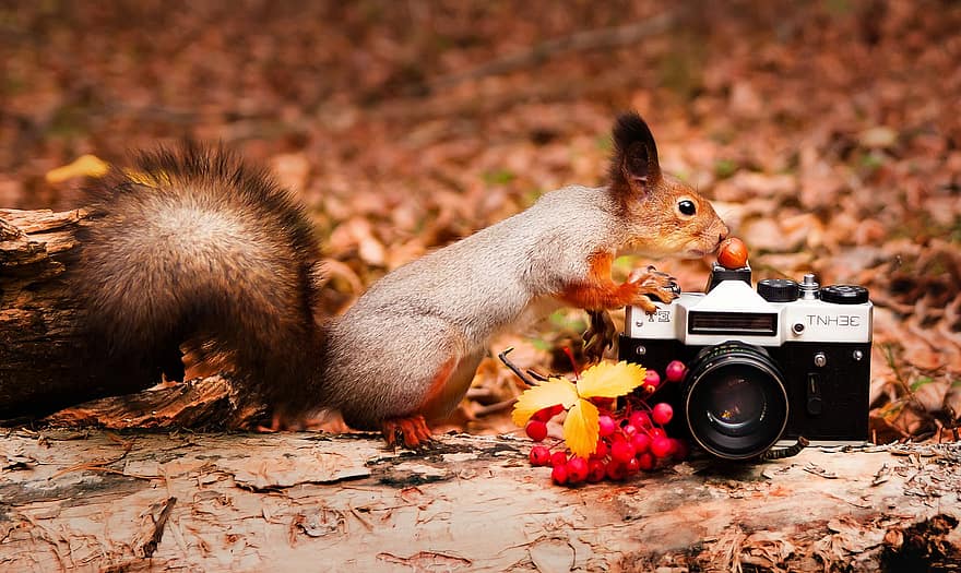 scoiattolo, telecamera, foresta, autunno, roditore, carina, attrezzatura grafica, piccolo, pelliccia, fiore, avvicinamento