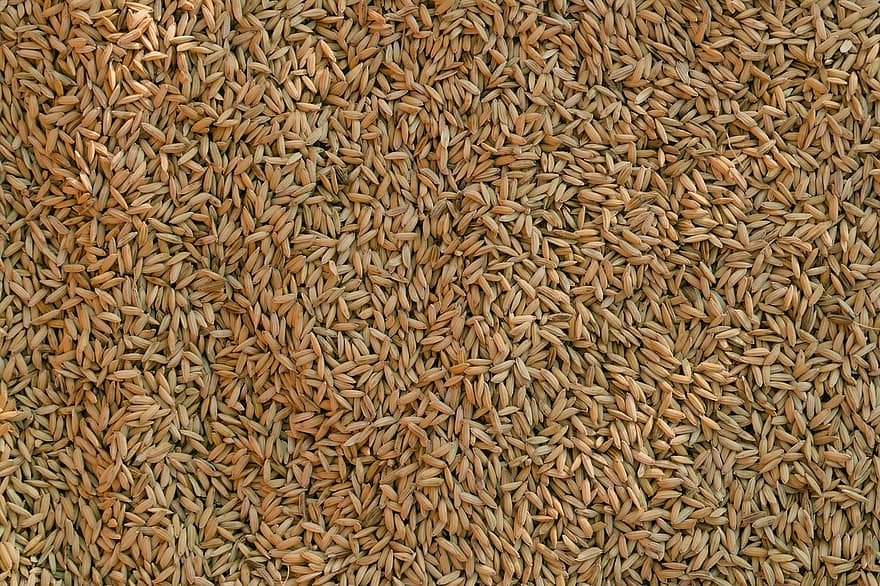 pšenice, obilí, celé pšenice, semena, sklizeň, obilovin, zemědělství, jídlo