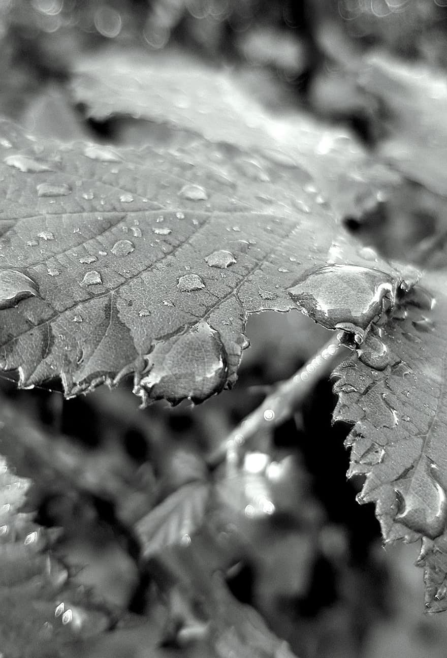Leaves, Dewdrops, Water, Botany, Plant, Monochrome, Growth, leaf, close-up, macro, autumn