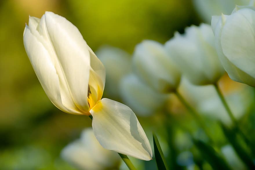tulipe, tumeur blanche, champ de tulipes, pollen, feuilles de fleurs, timbre, fleurs, blanc, Frühlingsanfang, flore, voeux floral