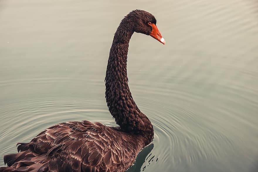 Black Swan, Swan, Wading Bird, Waterfowl, Water Bird, Feathers, Black Feathers, Plumage, Long-necked, Ave, Avian