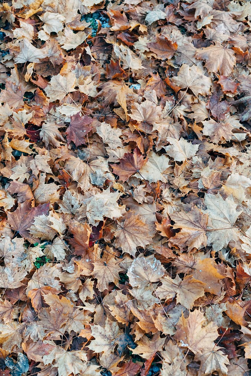 le foglie, natura, autunno, stagione, sfondo