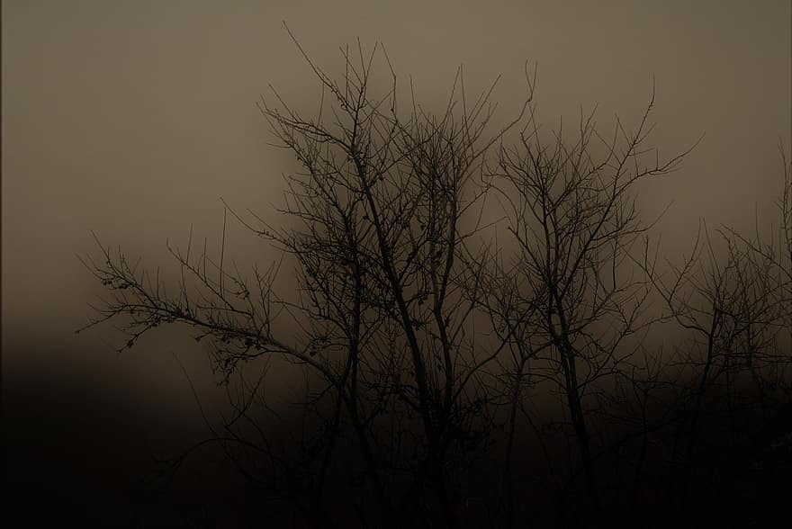 туман, природа, деревья, леса