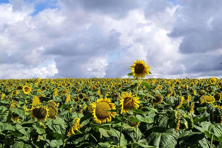 bunga matahari, bunga-bunga, bidang, bidang bunga matahari, bunga kuning, berkembang, mekar, kelopak, langit, pertanian, pemandangan
