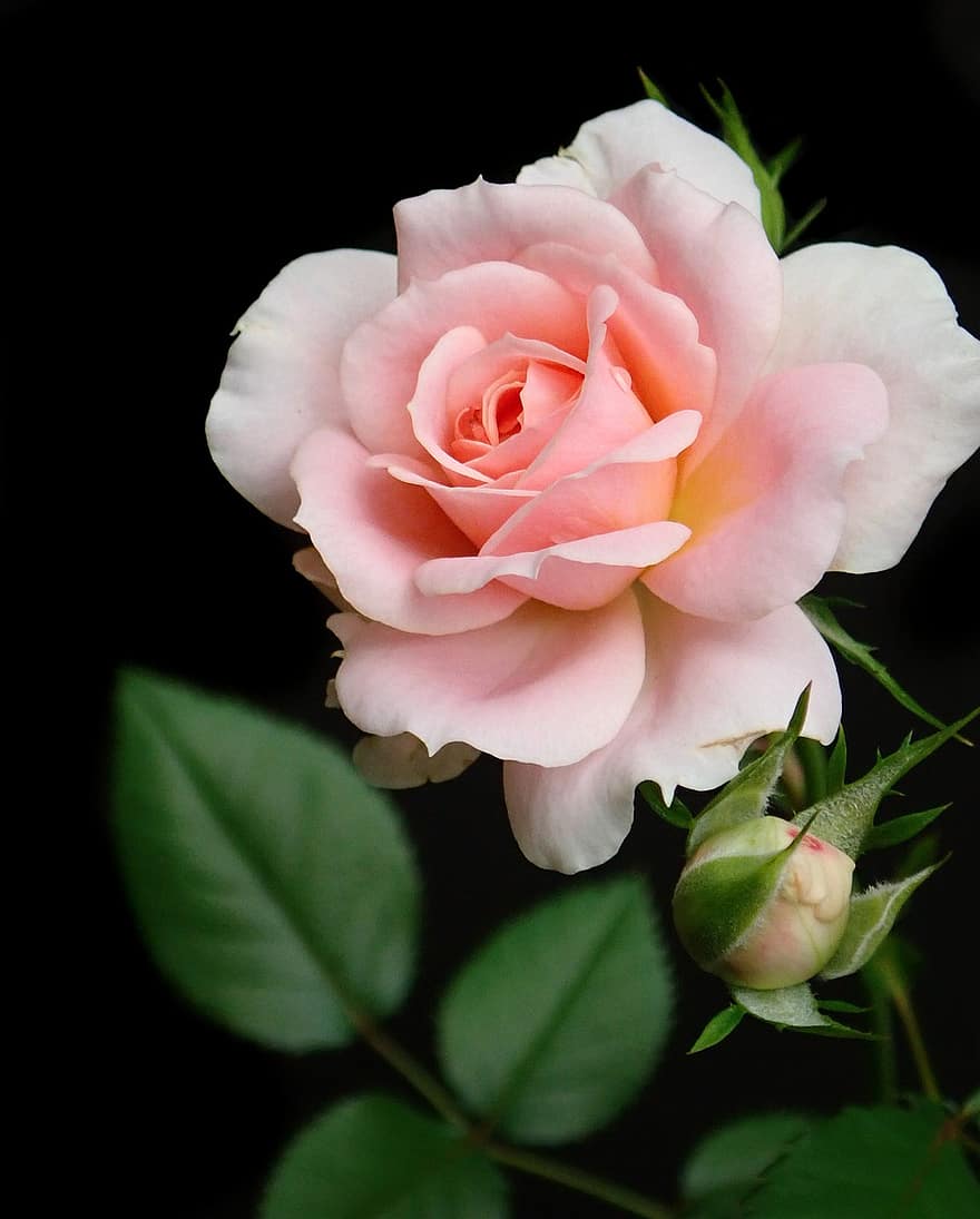 flor, rosado, Rosa, floración, planta