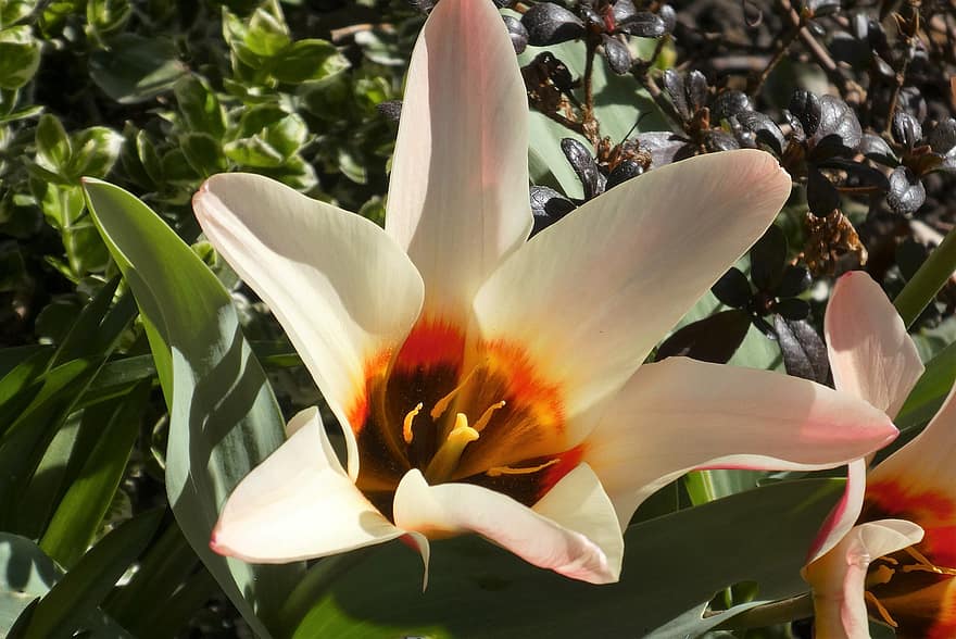 tulipa, flores, Primavera, pétalas, planta bulbosa, pilão, estames, fechar-se, plantar, flor, verão