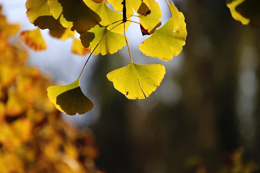 листья гинкго, листья, ветка, дерево, падать, осень, природа