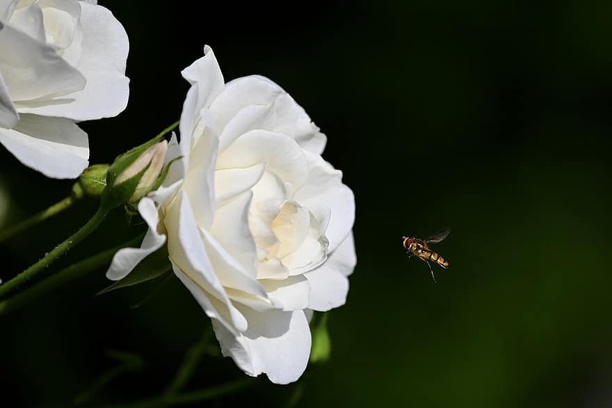 reste sig, steg blom, blomma, skönhet, vit, trädgård steg, hoverfly, insekt, pollinering