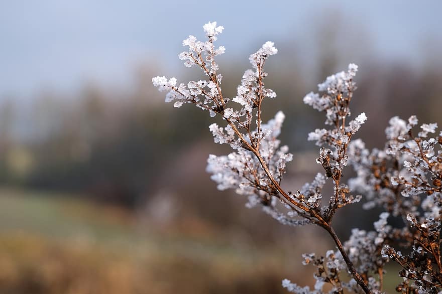vinter-, frost, natur, växt, vintrig, säsong, gren, närbild, träd, springtime, blomma