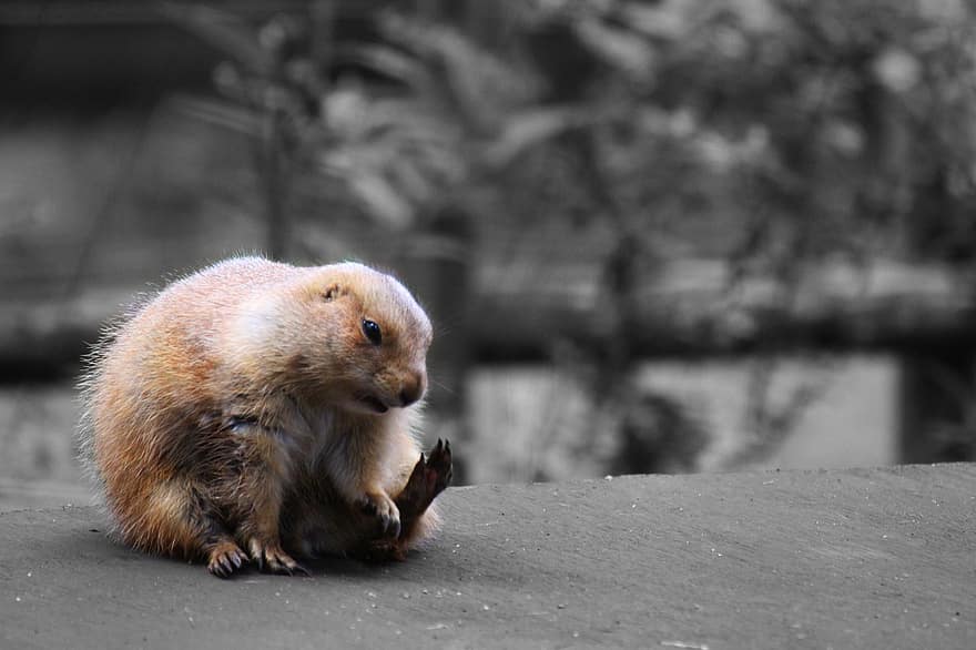 Groundhog, Marmot, Vertebrate, Rodent, Brown, Claw, Fur, Zoo, Mammal, Animal