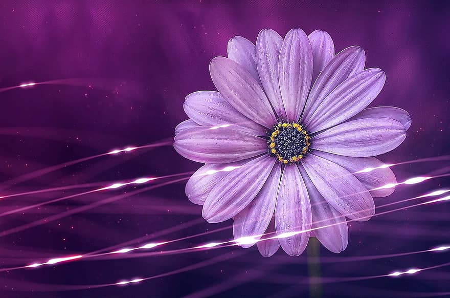 gėlė, violetinė gėlė, žydi, flora, pobūdį, gamtos tapetai, darbalaukio fonas, tapetai, violetinė, žiedlapių, violetinės žiedlapės