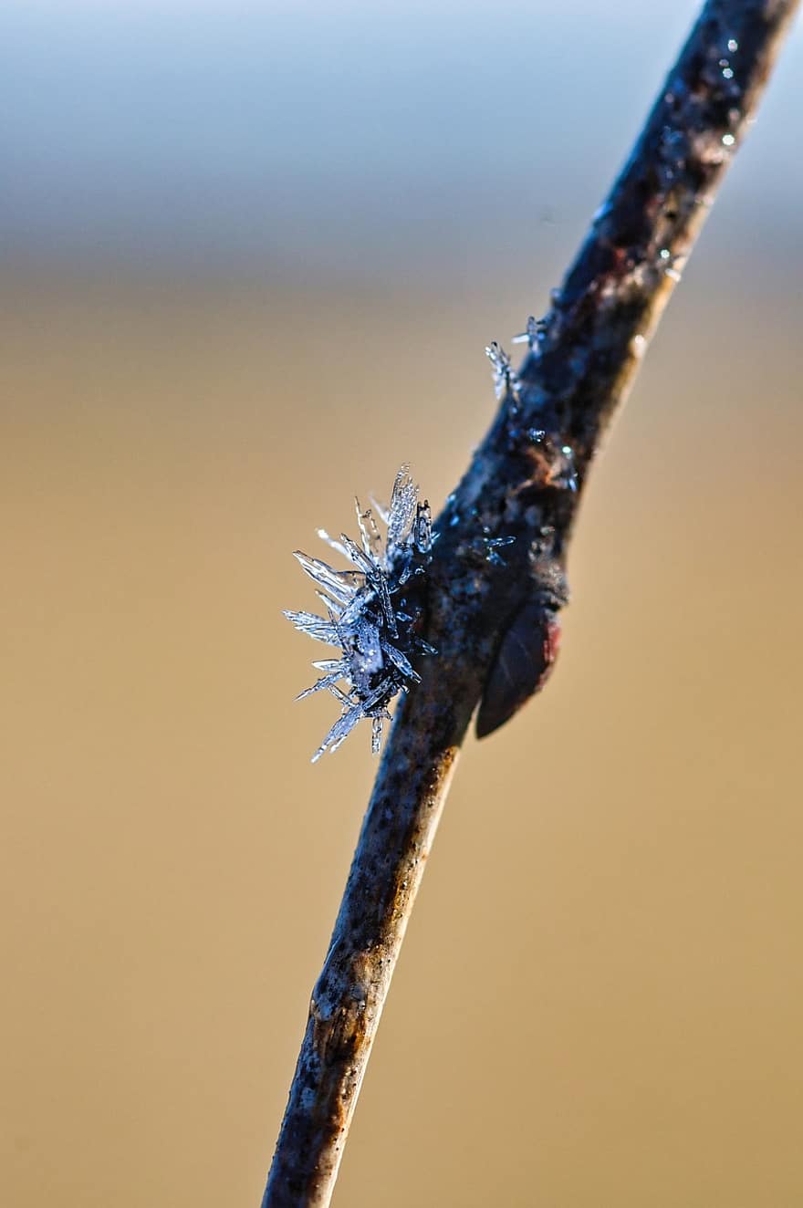 cristalli di ghiaccio, brina, ramo, inverno, natura, avvicinamento, macro, pianta, far cadere, foglia, blu