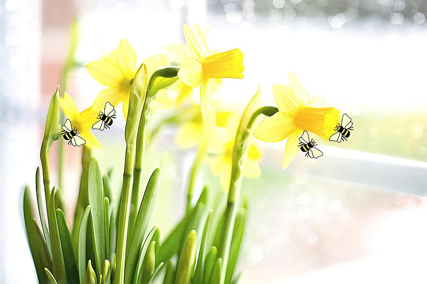 jonquilles, des abeilles, pollinisation, fleurs, insectes, la nature, printemps, jaune, fleur, insecte, plante