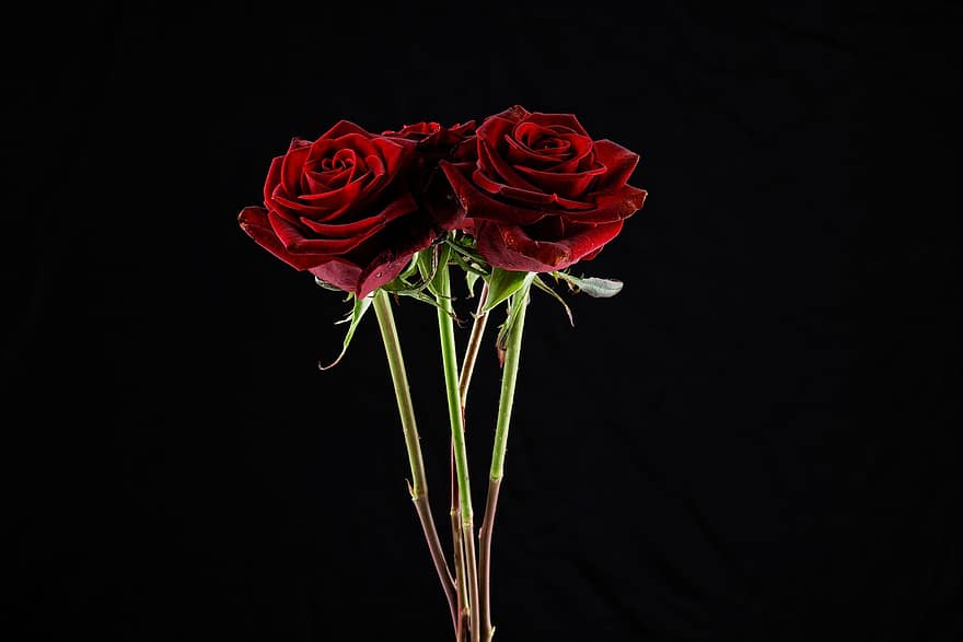 růže, květiny, rostlina, Valentýn, dar, romantika, romantický, milovat, červené růže, červené květy, květ