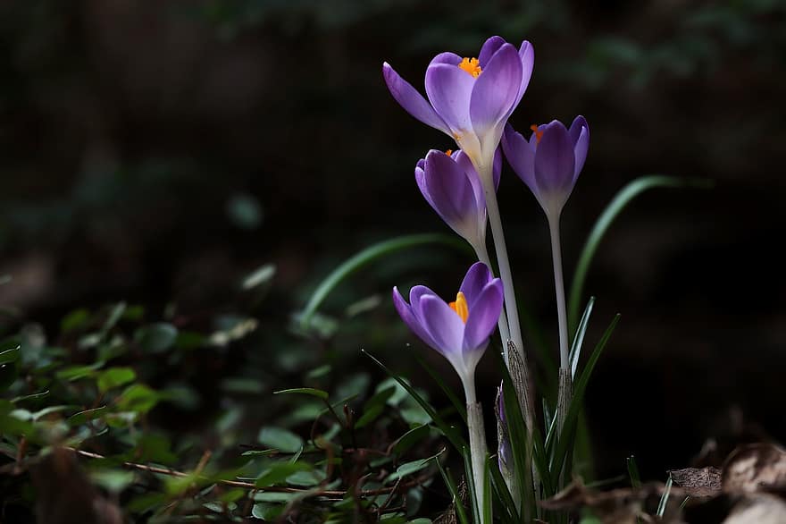 クロッカス、花びら、早咲き、春の兆候、紫色の花、工場、花、咲く、フローラ、春、自然