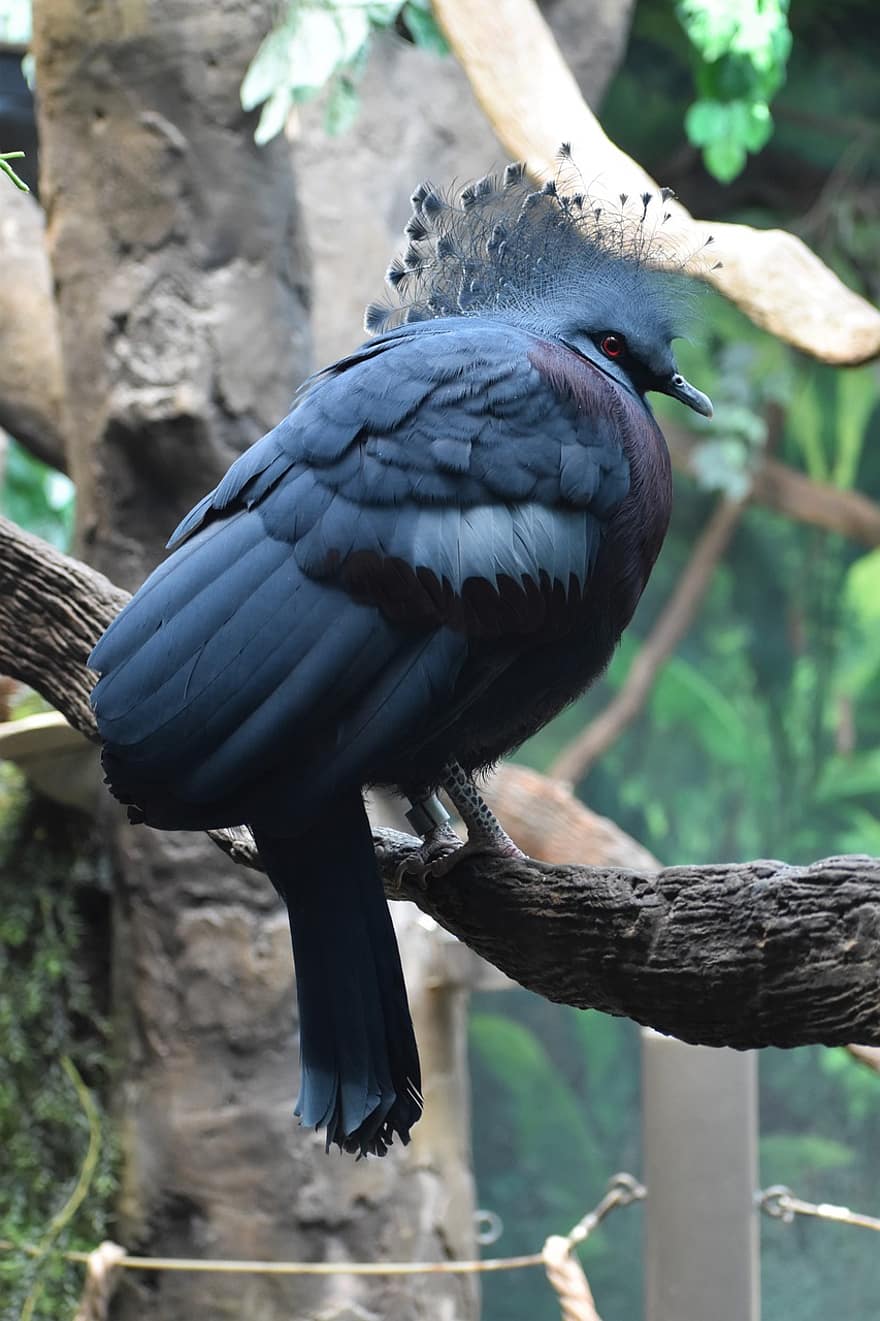 Victoria Crowned Pigeon, Bird, Animal, Feathers, Plumage, Beak, Bill, Bird Watching, Ornithology, Animal World, Wildlife