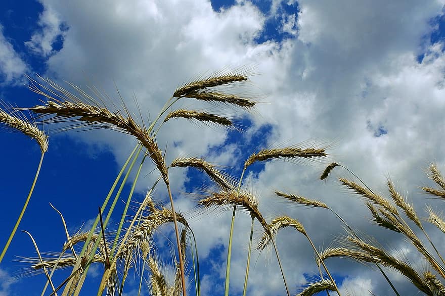 žito, kukuřice, zemědělství, sbírky, letní, mraky