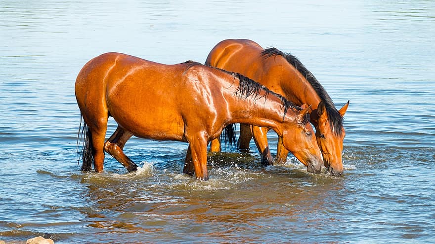 zwei Pferde, Trinken, Wasser, Fluss, Sommer-, sich ausruhen, Natur, Strand, Sonne, entspannend, Sonnenuntergang