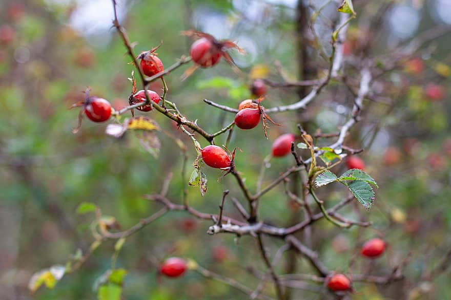 ягоды, шиповника, роуз хо, осень, Украина, природа, макрос, ветка, фрукты, лист, свежесть