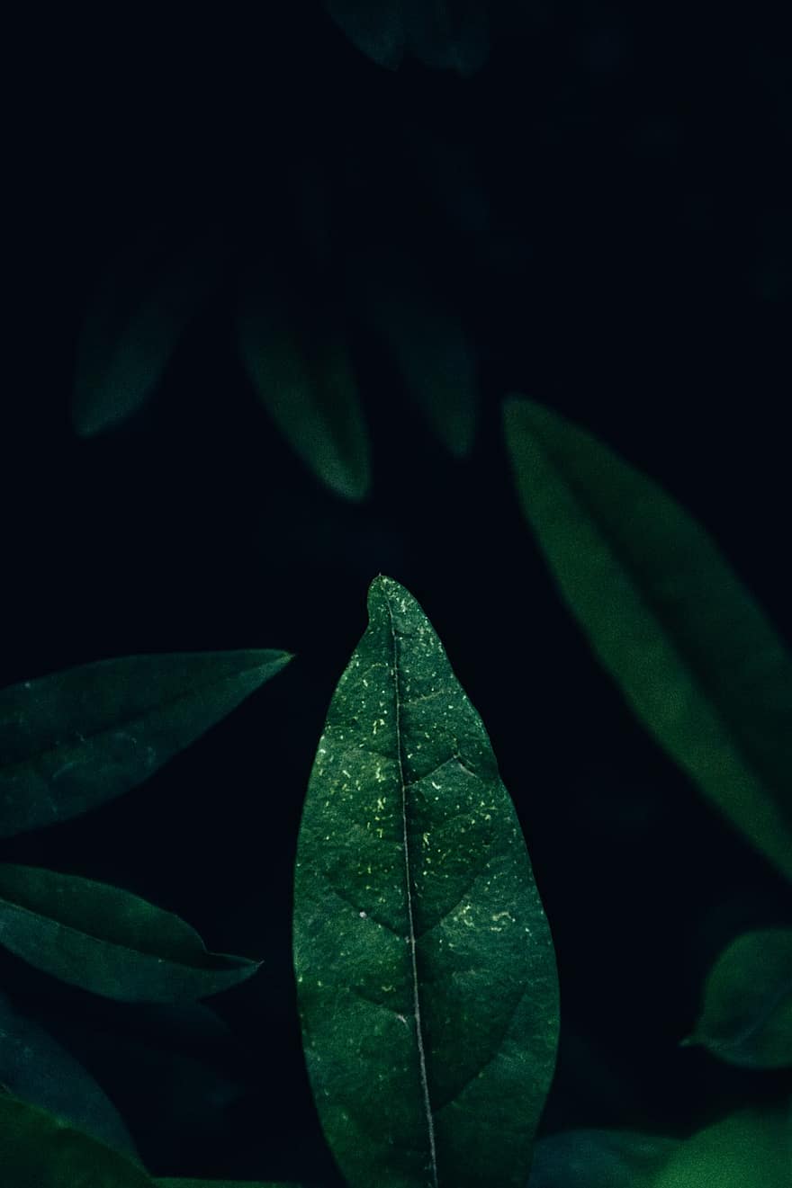 Leaves, Greenery, Foliage, Forests, Green Leaves, Green Foliage, Dark, Nature, Wallpaper