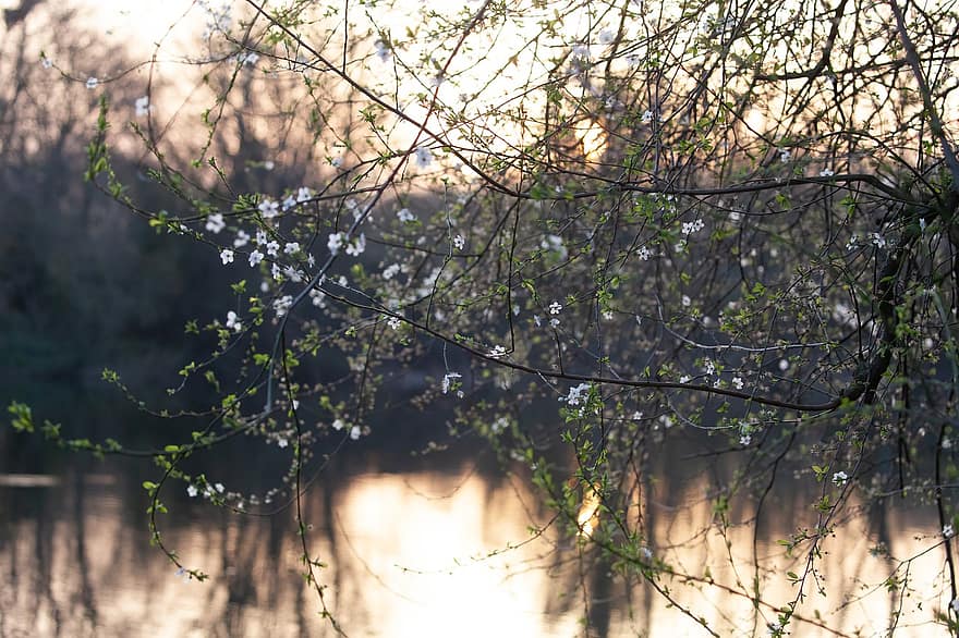 Lake, Sunset, Tree, Spring, Nature, Blossom, Bloom, Water, leaf, branch, forest