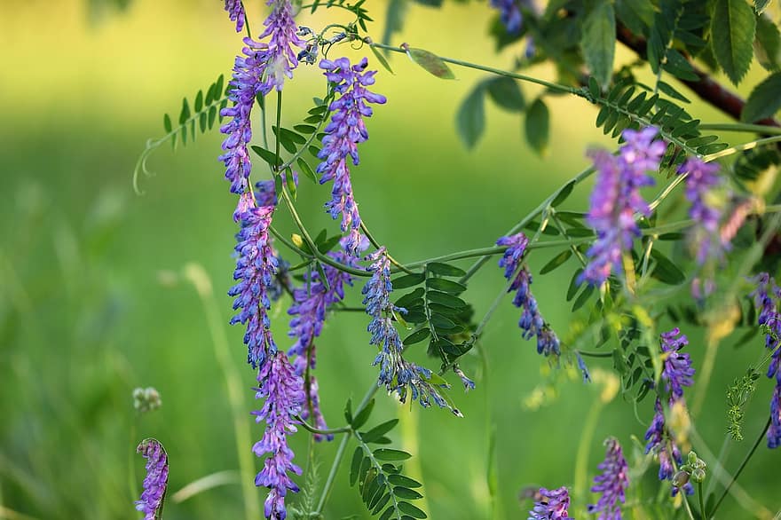 Tuftet Wetch, Cow Wetch, vicia cracca, plante, violette blomster, flora, eng, forår, sommer, grøn farve, tæt på