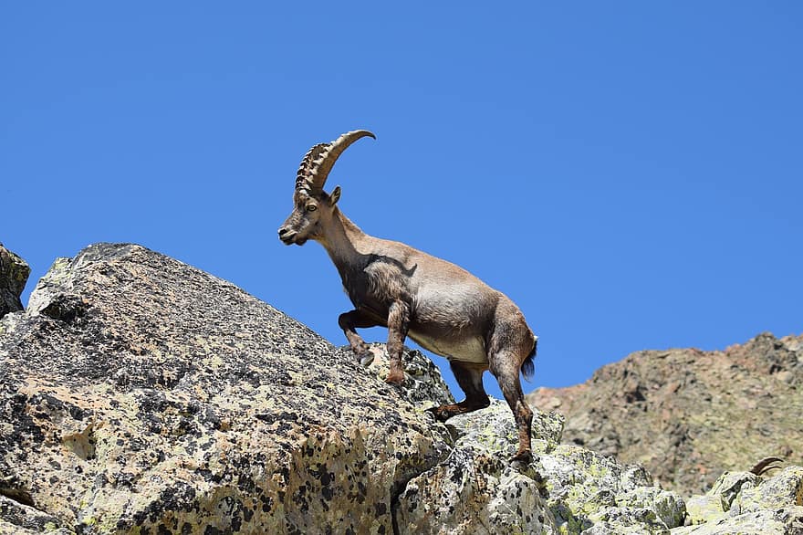 ibex, la nature, animal, alpin, les montagnes, réunion, ascension, marche