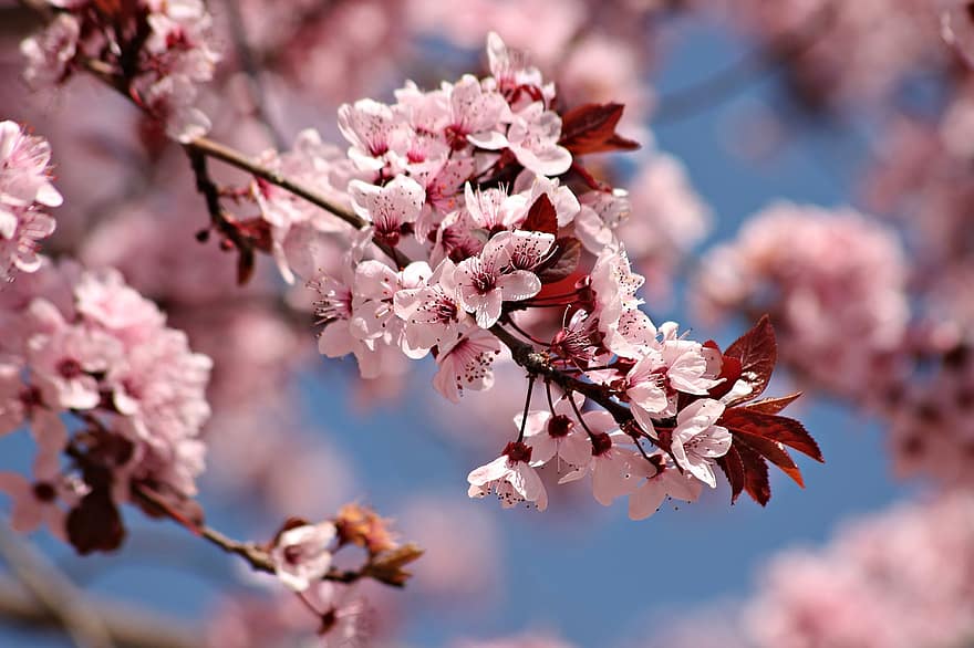 Třešňový květ, květiny, jaro, větev, květ, strom, švestkové květy, švestka, ornamentální, Příroda