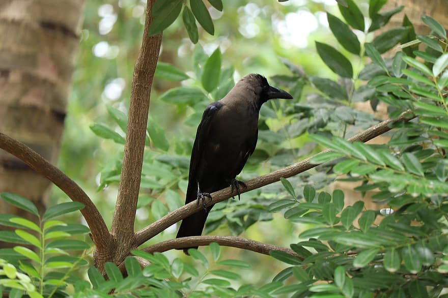 Crow, Bird, Raven, Animal, Plumage, Wildlife, Wild, Flying, Blackbird