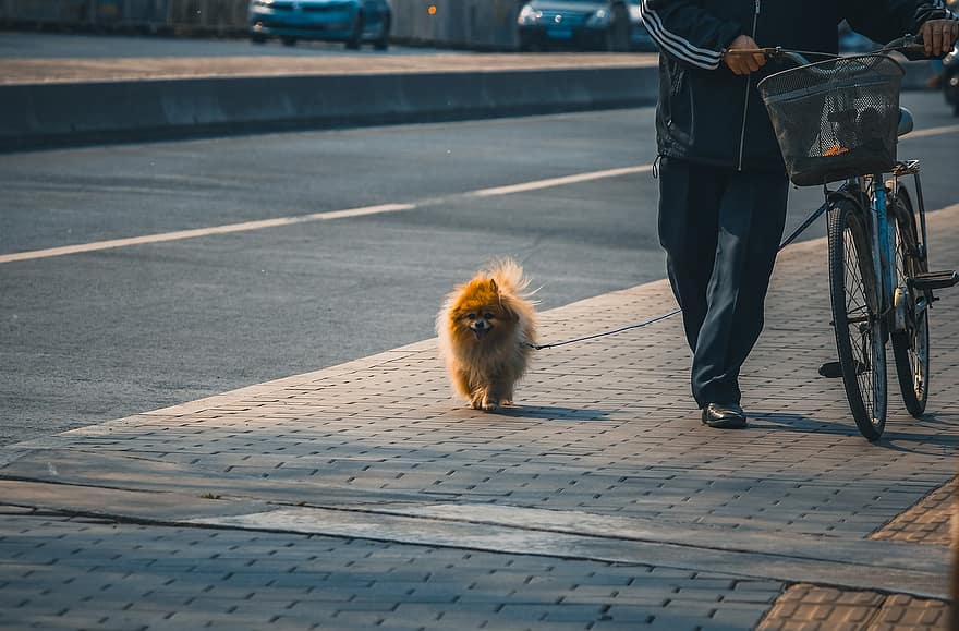 animal, cão, rua, passear com o cão, pequim