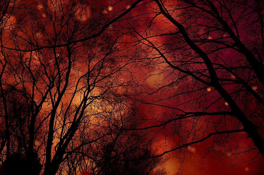 나무, 가지, 어두운, 하늘, 숲, 빨간, 실루엣, 분기, 밤, 시즌, 가을
