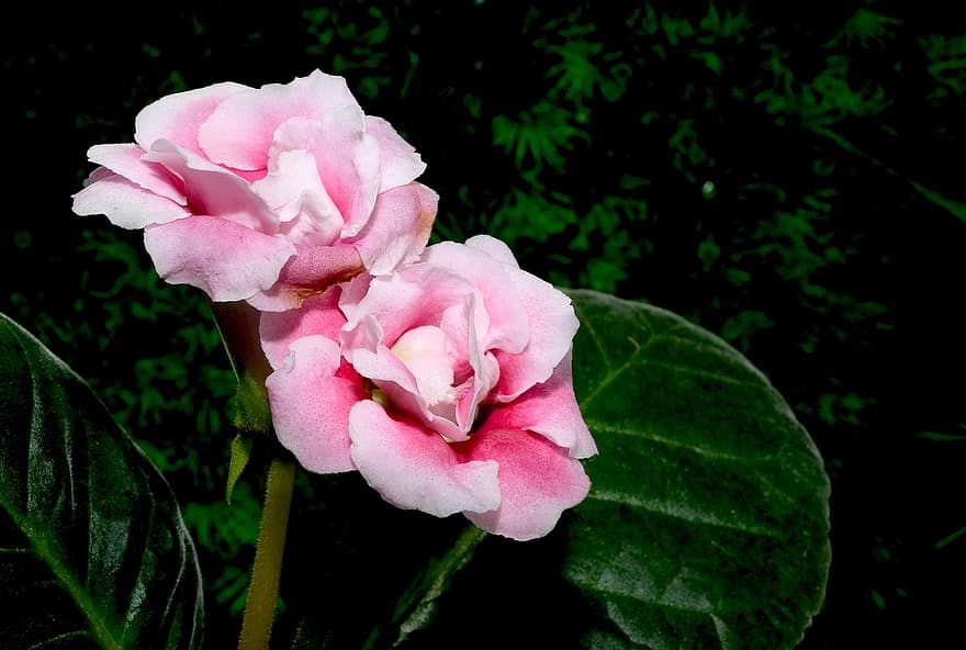 gloksīnija, rozā, zieds, flora