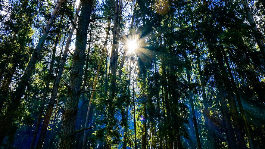floresta, luz solar, névoa, arvores, raios solares, raios de sol, troncos de árvores, madeiras, bosques, vegetação rasteira, nebuloso