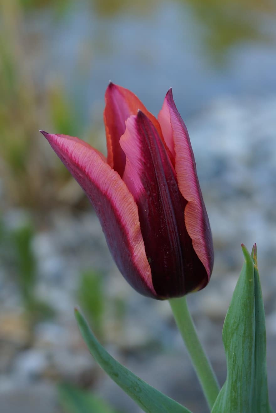 tulipa, vermelho, Slawa, Primavera, jardim, natureza, Flor da Primavera