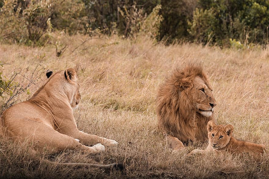 leijona, poikanen, kissan-, saalistaja, lihansyöjä, villieläimet, eläin, kissa, safari, nisäkäs, nuori