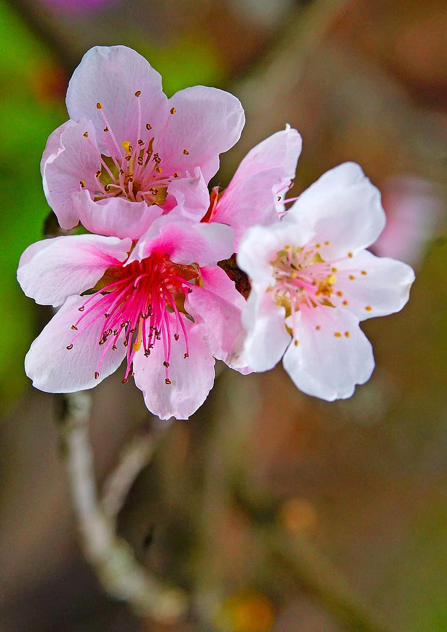 Nature, Flowers, Gardens, Bloom, Peach, Growth, Botany, Blossom, close-up, flower, plant
