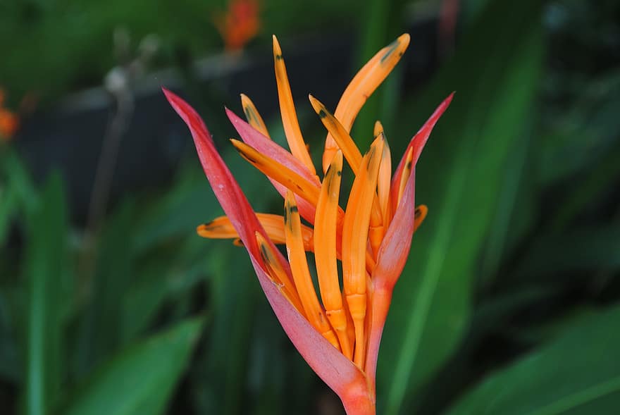 Paradiesvogel, Blume, orange Blumen, blühen, Natur