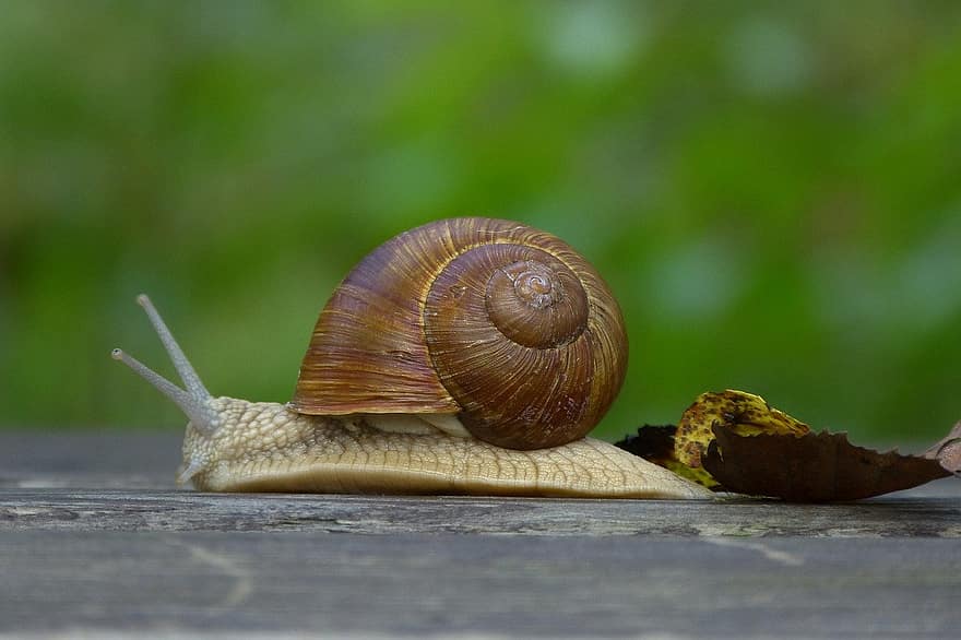 snail, shell, animal