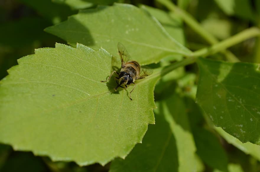 hoverfly, owad, odchodzi, mucha bezzałogowa, kwiat mucha, syrphid mucha, roślina, Natura, makro