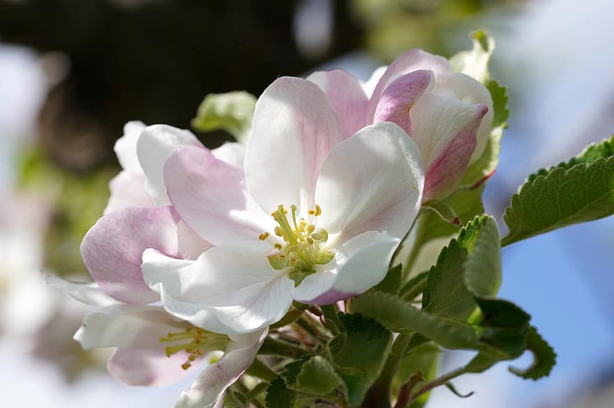 äppelträd, äppelblomningar, äppelblommor, rosa blommor, blommor, vår, natur, närbild, blomma, växt, blad