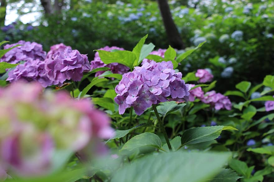 hortensia, juni, regntiden, hortensiahave, Yatadera, blomster, naturlig, hortensia blomst