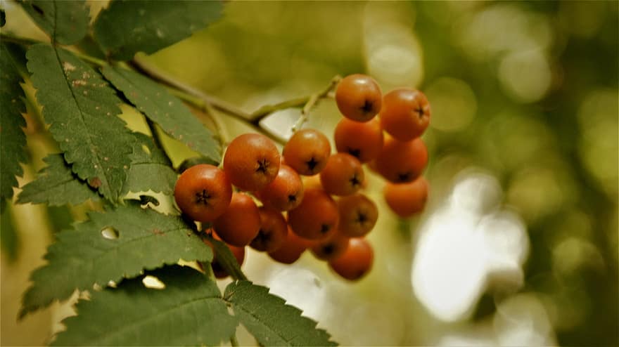 Rowan Berries, Berries, Nature, Plant
