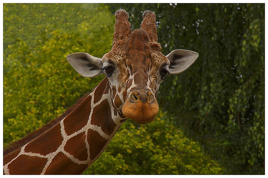 giraf, dyr, natur, pattedyr, safari