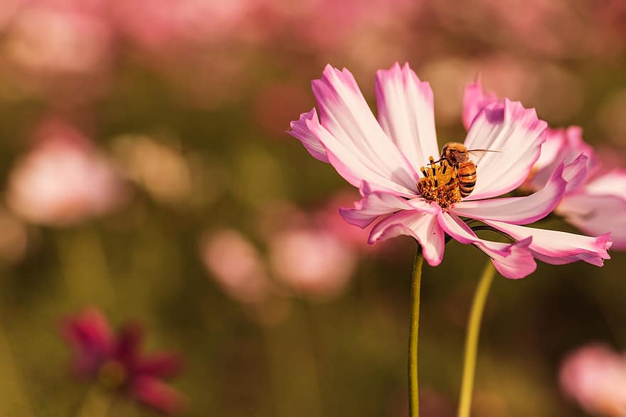 मधुमक्खी, कीट, कास्मोस \ ब्रह्मांड, जानवर, फूल, पौधा, बगीचा, प्रकृति, क्लोज़ अप