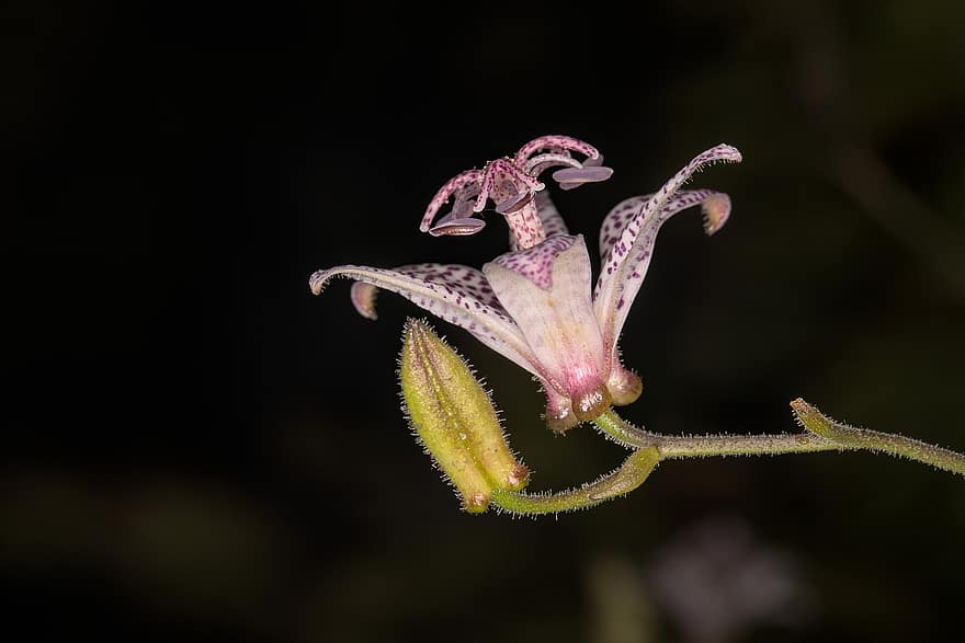bunga, Lily Kodok Jepang, botani, bunga bakung, berkembang, mekar, alam, makro