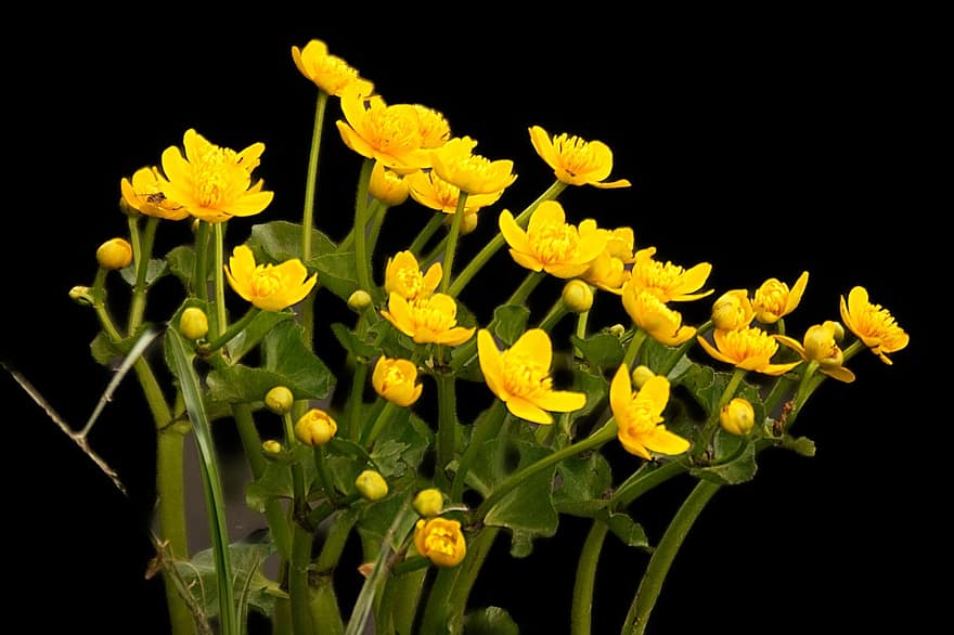 чорнобривців болотних, квіти, Рослина, жовті квіти, пелюстки, бутони, цвітіння, листя