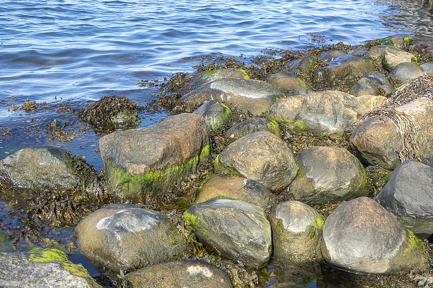 بحر البلطيق ، الطحالب ، الحجارة ، ساحل